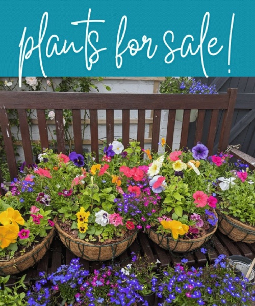 PA Plants for sale at the Summer Fayre